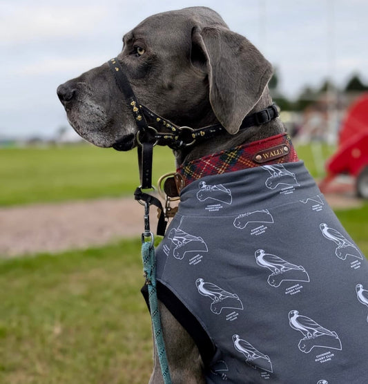 Chinnor kites x Pennypaws Collaboration