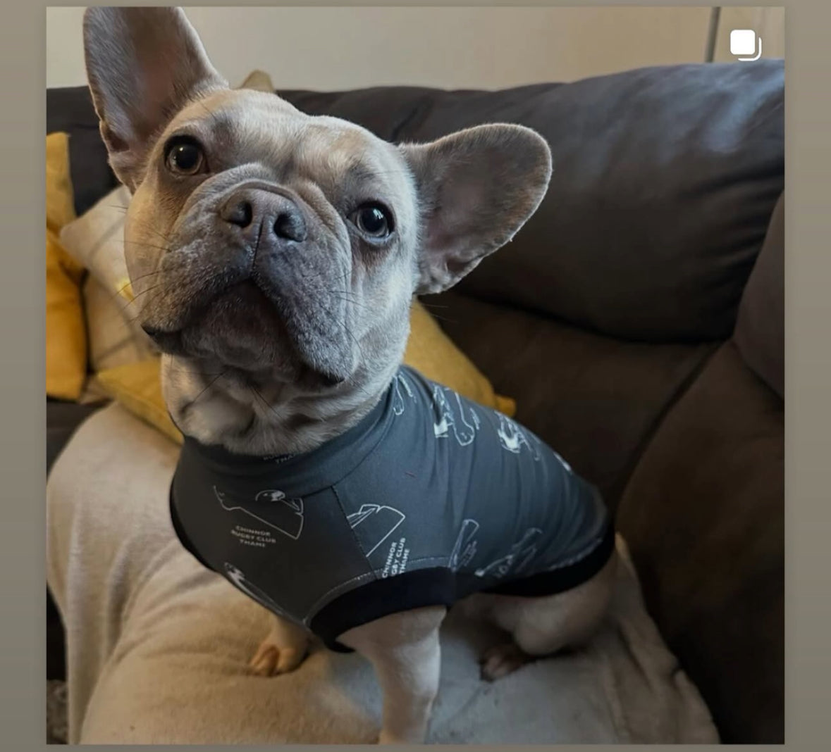 Chinnor kites x Pennypaws Collaboration